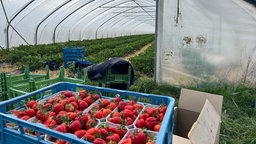 Rote Erdbeeren in einer blauen Kiste vor einem Erdbeertunnel