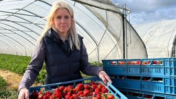 Landwirtin Kristina Mertin hält eine große blaue Kiste mit vielen reifen Erdbeeren in die Kamera. Hinter ihr ein Erdbeertunnel