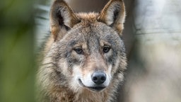 Auf dem Bild ist ein Wolf zu sehen.