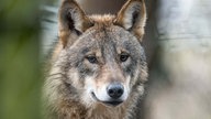 Auf dem Bild ist ein Wolf zu sehen.