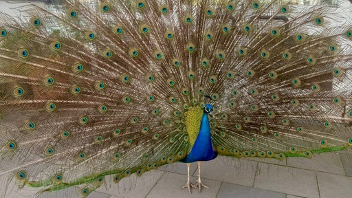 Pfau Paul aus Holzwickede zeigt sein Gefieder