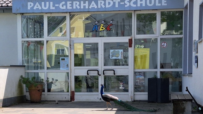 Der Pfau Paul vorm Eingang der Paul-Gerhardt-Schule