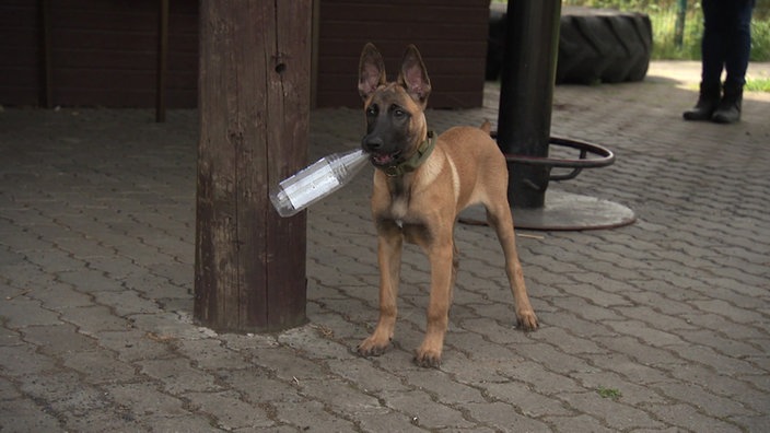 Ein junger belgischer Schäferhund steht mit aufgestellten Ohren neben einem dicken Holzpfosten und hat eine Flasche im Maul