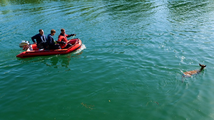 Feuerwehrleute in einem Boot auf dem Kanal nähern sich dem schwimmenden Rehbock an
