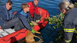Feuerwehrleute in einem Boot auf dem Kanal halten den Rehbock kurz vor der Spundwand fest