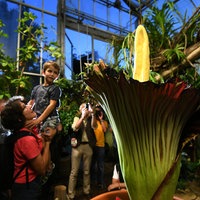 Besucher bestaunen die Blüte der Titanenwurz im Dortmunder Rombergpark