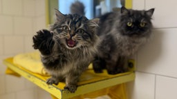 Auch diese Babykatzen im Bochumer Tierheim werden über die Feiertage nicht vermittelt