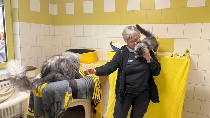 Die Babykatzen lieben es, an der stellvertrenden Tierheim-Leiterin, Sabine Srock, hochzuklettern