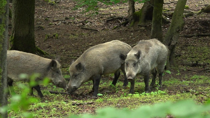 Wildschweine im Wildgehege