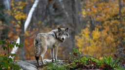 Wolf reißt Schafe in Ennepetal