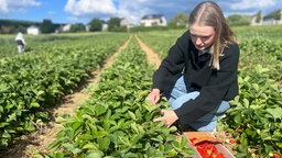 Eine Kundin pflückt Erdbeeren auf der Erdbeerplantage Alteköster in Meschede.