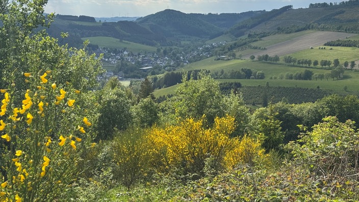 Ginsterpflanzen mit Ausblick auf das Sauerland 