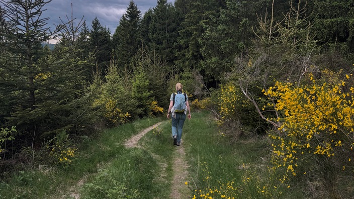 Ginsterbüsche an einem Wanderweg 