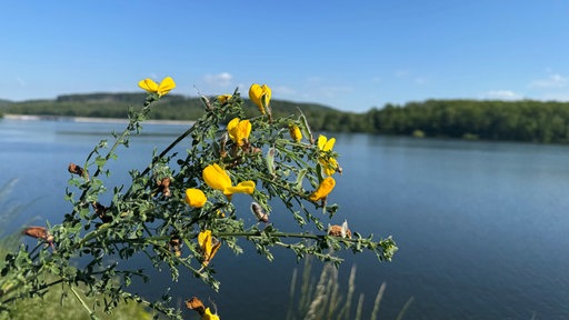 Ein Ginster mit dem Möhnesee im Hintergrund 