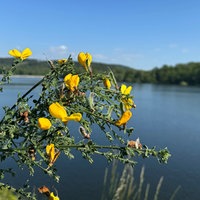 Ein Ginster mit dem Möhnesee im Hintergrund 