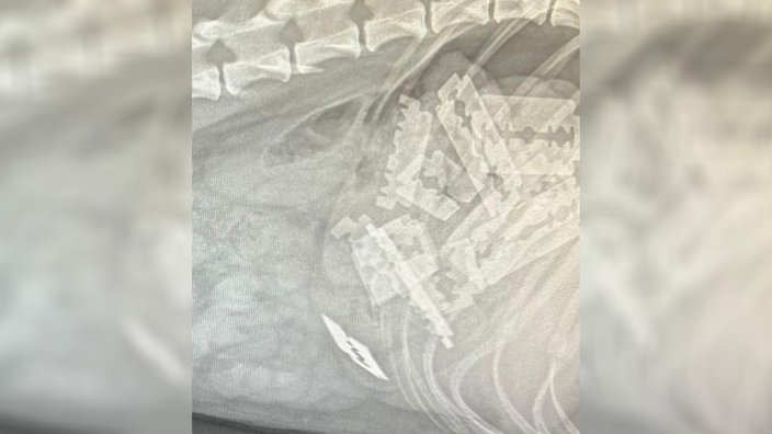 Röntgenbild von einem Hund in Meinerzhagen, der Rasierklingen gefressen hat.