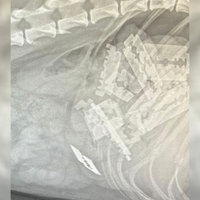 Röntgenbild von einem Hund in Meinerzhagen, der Rasierklingen gefressen hat.