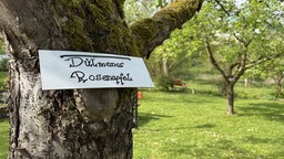 Dülmener Rosenapfel im Garten