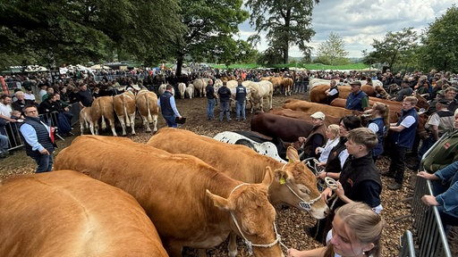 Rinderzüchter präsentieren ihre Tiere auf dem Stünzelfest
