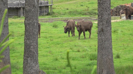 Wisentwildnis in Bad Berleburg
