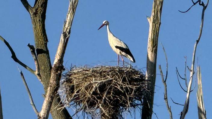 Ein Storch sitzt in seinem Nest auf einem Bonn