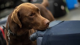 Symbolbild: Ein Spürhund in NRW schnüffelt nach Drogen