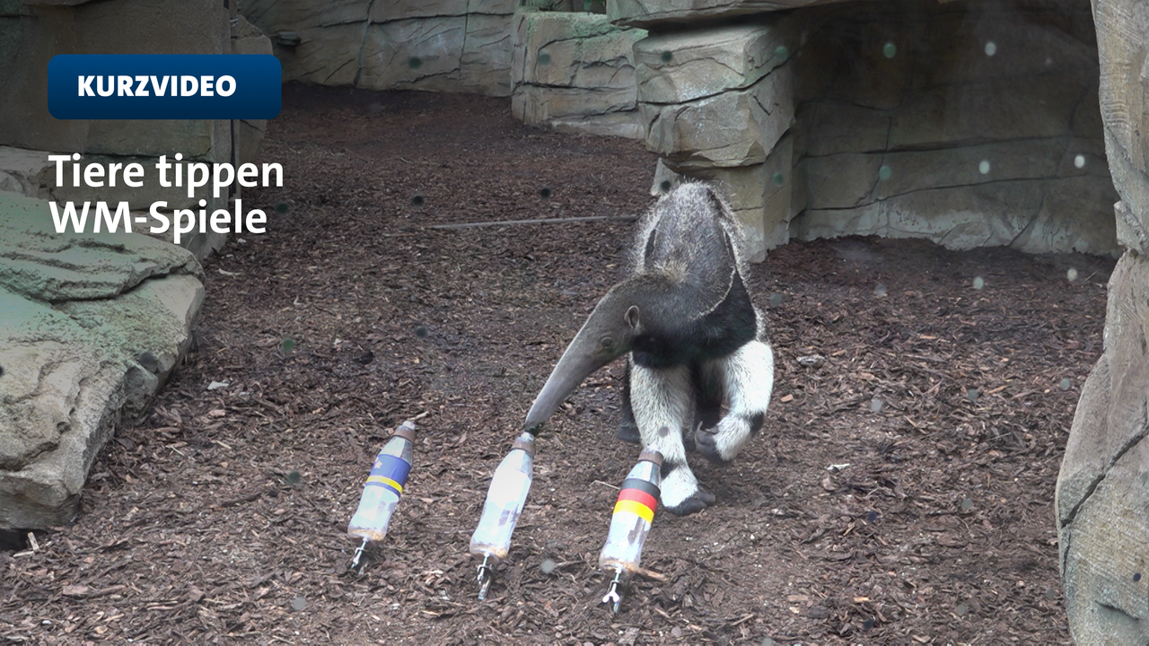 Ein Nasebär zeigt auf eine von drei Flaschen mit unterschiedlichen Flaggen 