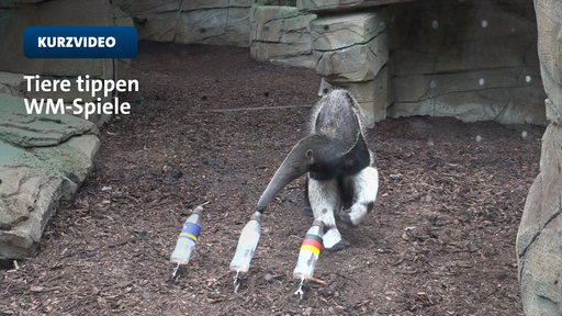 Ein Nasebär zeigt auf eine von drei Flaschen mit unterschiedlichen Flaggen 