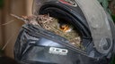 Ein Rotkehlchen in seinem Nest im Helm