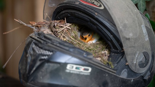 Ein Rotkehlchen in seinem Nest im Helm