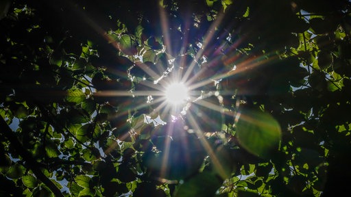 Sonne scheint durch Blätter eines Baums