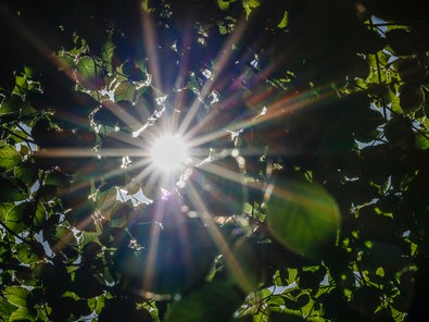 Sonne scheint durch Blätter eines Baums