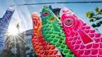 Bunte Kois aus Stoff wehen am sonnigen Japan-Tag im Wind