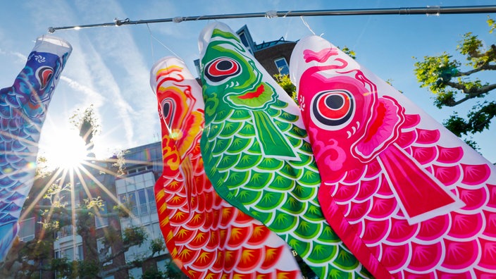 Bunte Kois aus Stoff wehen am sonnigen Japan-Tag im Wind