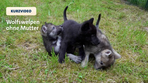 Drei Wolswelpen spielen miteinander