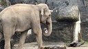 Elefant Tarak