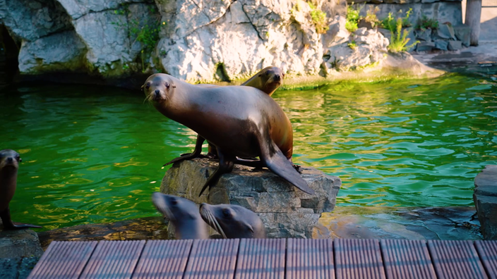 Die Maus tanzt gemeinsam mit Seelöwen des Kölner Zoos!