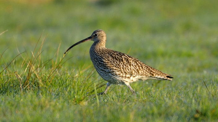Großer Brachvogel läuft über eine Wiese