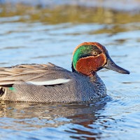 Krickente schwimmt auf dem Wasser
