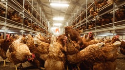 Vriesenhof Bocholt