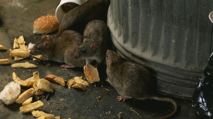 Ratten essen Essensreste neben Mülleimer