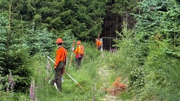 Mehrere Personen auf der Suche Suche nach Wildschweinkadavern in einem Wald im Kreis Olpe