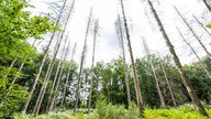 27.08.2025, Nordrhein-Westfalen, Paderborn: Auf einer Fläche im Eggegebirge ist eine aufgeforstete Lichtung zu sehen, in der viele neue Baum- und Tannenarten neben bereits abgestorbenen Fichten angepflanzt wurden.