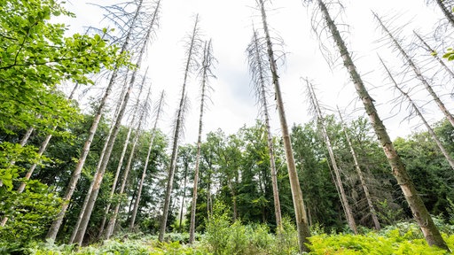 27.08.2025, Nordrhein-Westfalen, Paderborn: Auf einer Fläche im Eggegebirge ist eine aufgeforstete Lichtung zu sehen, in der viele neue Baum- und Tannenarten neben bereits abgestorbenen Fichten angepflanzt wurden.