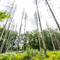 27.08.2025, Nordrhein-Westfalen, Paderborn: Auf einer Fläche im Eggegebirge ist eine aufgeforstete Lichtung zu sehen, in der viele neue Baum- und Tannenarten neben bereits abgestorbenen Fichten angepflanzt wurden.