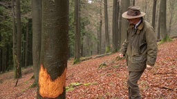 Schaden an einem Baum durch Wisent