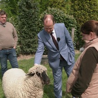 Joachim Stamp streichelt ein Schaf