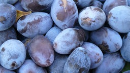 Pflaumen