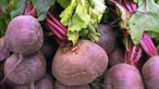 Rote Bete Knollen