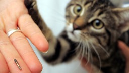 Kurz bevor ein junger getigerter Kater in einer Tierarztpraxis in Bremen mit einem Mikrochip gekennzeichnet wird, präsentiert die Ärztin das kleine elektronische Bauteil auf einer Fingerkuppe (Archivfoto vom 21.09.2005)
